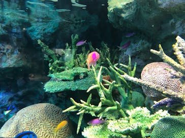 サンシャイン水族館に投稿された画像（2020/7/25）