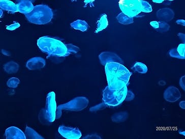 すみだ水族館に投稿された画像（2020/7/25）