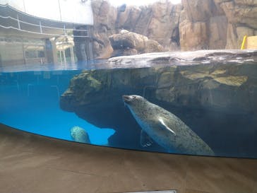 島根県立 しまね海洋館に投稿された画像（2020/7/25）