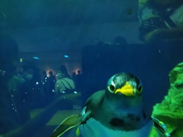 島根県立 しまね海洋館に投稿された画像（2020/7/25）