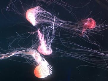 京都水族館に投稿された画像（2020/7/26）