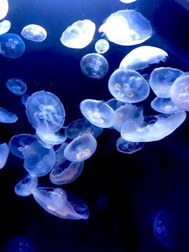 サンシャイン水族館に投稿された画像（2020/7/26）