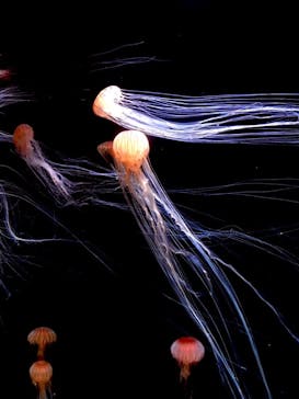 サンシャイン水族館に投稿された画像（2020/7/26）