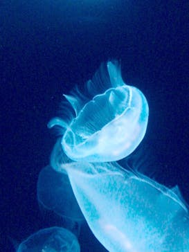 サンシャイン水族館に投稿された画像（2020/7/26）