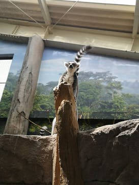 那須どうぶつ王国に投稿された画像（2020/7/26）