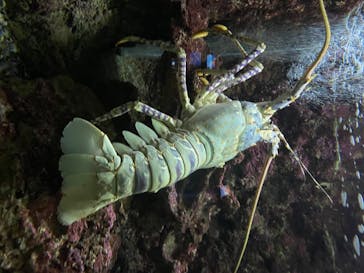串本海中公園水族館に投稿された画像（2020/7/26）