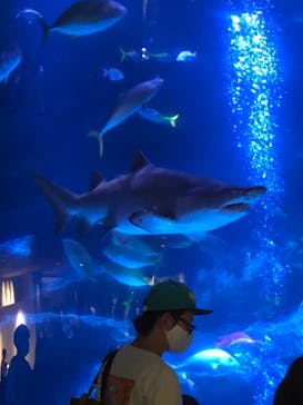 すみだ水族館に投稿された画像（2020/7/26）