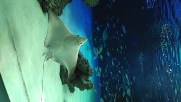 サンシャイン水族館に投稿された画像（2020/7/26）