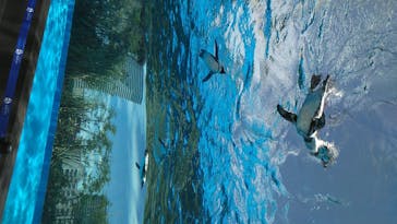 サンシャイン水族館に投稿された画像（2020/7/26）