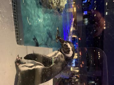 すみだ水族館に投稿された画像（2020/7/26）