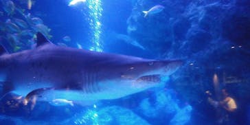 すみだ水族館に投稿された画像（2020/7/26）