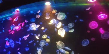 すみだ水族館に投稿された画像（2020/7/26）