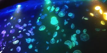 すみだ水族館に投稿された画像（2020/7/26）