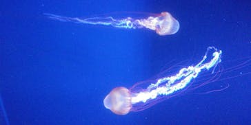 すみだ水族館に投稿された画像（2020/7/26）