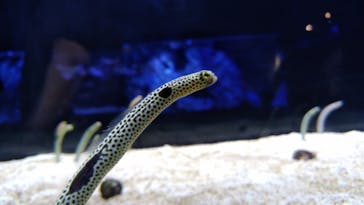 すみだ水族館に投稿された画像（2020/7/26）