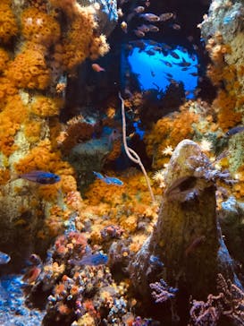 サンシャイン水族館に投稿された画像（2020/7/26）