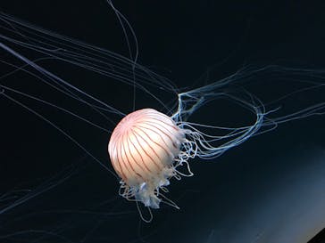 サンシャイン水族館に投稿された画像（2020/7/26）