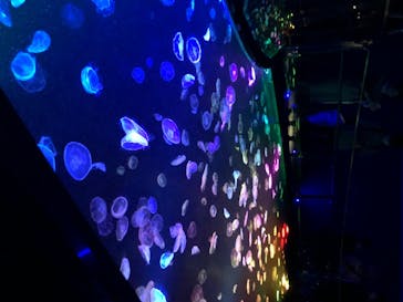 すみだ水族館に投稿された画像（2020/7/26）