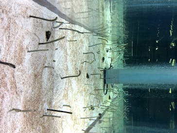 すみだ水族館に投稿された画像（2020/7/26）