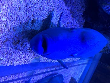すみだ水族館に投稿された画像（2020/7/26）