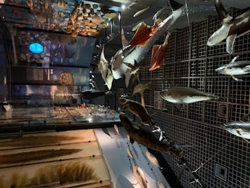 国立科学博物館に投稿された画像（2020/7/26）