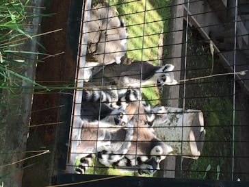 旭川市旭山動物園に投稿された画像（2020/7/26）