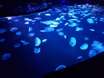 すみだ水族館に投稿された画像（2020/7/26）