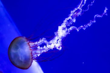 すみだ水族館に投稿された画像（2020/7/26）