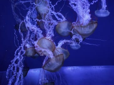 すみだ水族館に投稿された画像（2020/7/26）