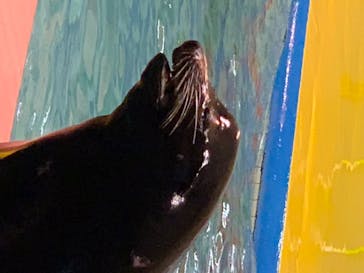 ゼロ距離水族館 伊勢シーパラダイスに投稿された画像（2020/7/26）