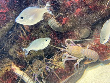 鳥羽水族館に投稿された画像（2020/7/26）