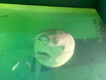 鳥羽水族館に投稿された画像（2020/7/26）