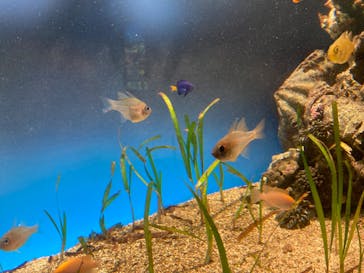 鳥羽水族館に投稿された画像（2020/7/26）