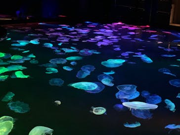 すみだ水族館に投稿された画像（2020/7/26）