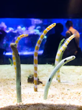 すみだ水族館に投稿された画像（2020/7/26）