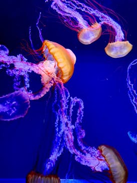すみだ水族館に投稿された画像（2020/7/26）