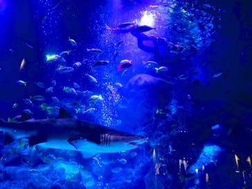 すみだ水族館に投稿された画像（2020/7/26）