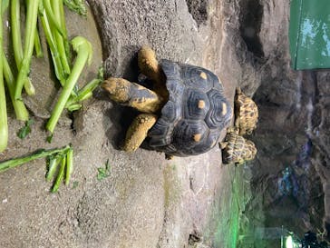 サンシャイン水族館に投稿された画像（2020/7/26）