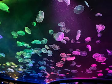 すみだ水族館に投稿された画像（2020/7/26）