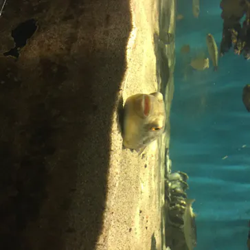 仙台うみの杜水族館に投稿された画像（2020/7/26）