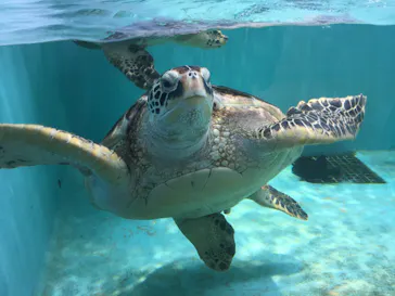 仙台うみの杜水族館に投稿された画像（2020/7/26）