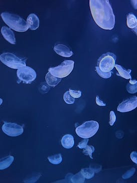 サンシャイン水族館に投稿された画像（2020/7/26）