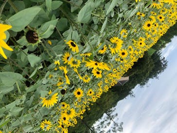 ふなばしアンデルセン公園に投稿された画像（2020/7/26）