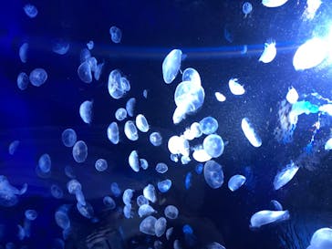 サンシャイン水族館に投稿された画像（2020/7/26）