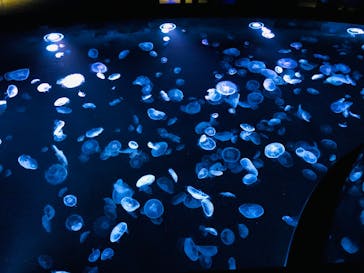 すみだ水族館に投稿された画像（2020/7/26）