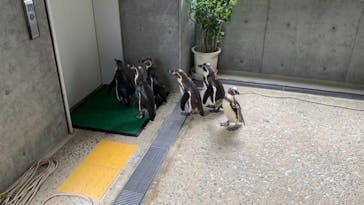 九十九島動植物園森きららに投稿された画像（2020/7/26）