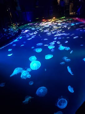 すみだ水族館に投稿された画像（2020/7/26）