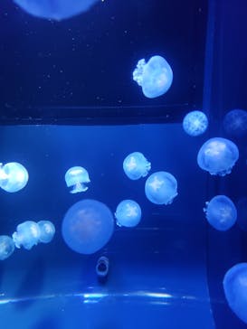 すみだ水族館に投稿された画像（2020/7/26）