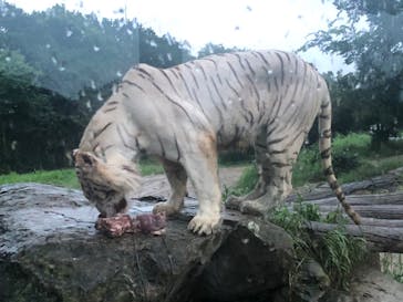 群馬サファリパークに投稿された画像（2020/7/26）