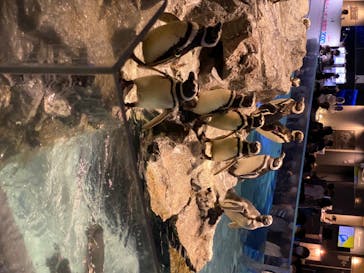 すみだ水族館に投稿された画像（2020/7/26）